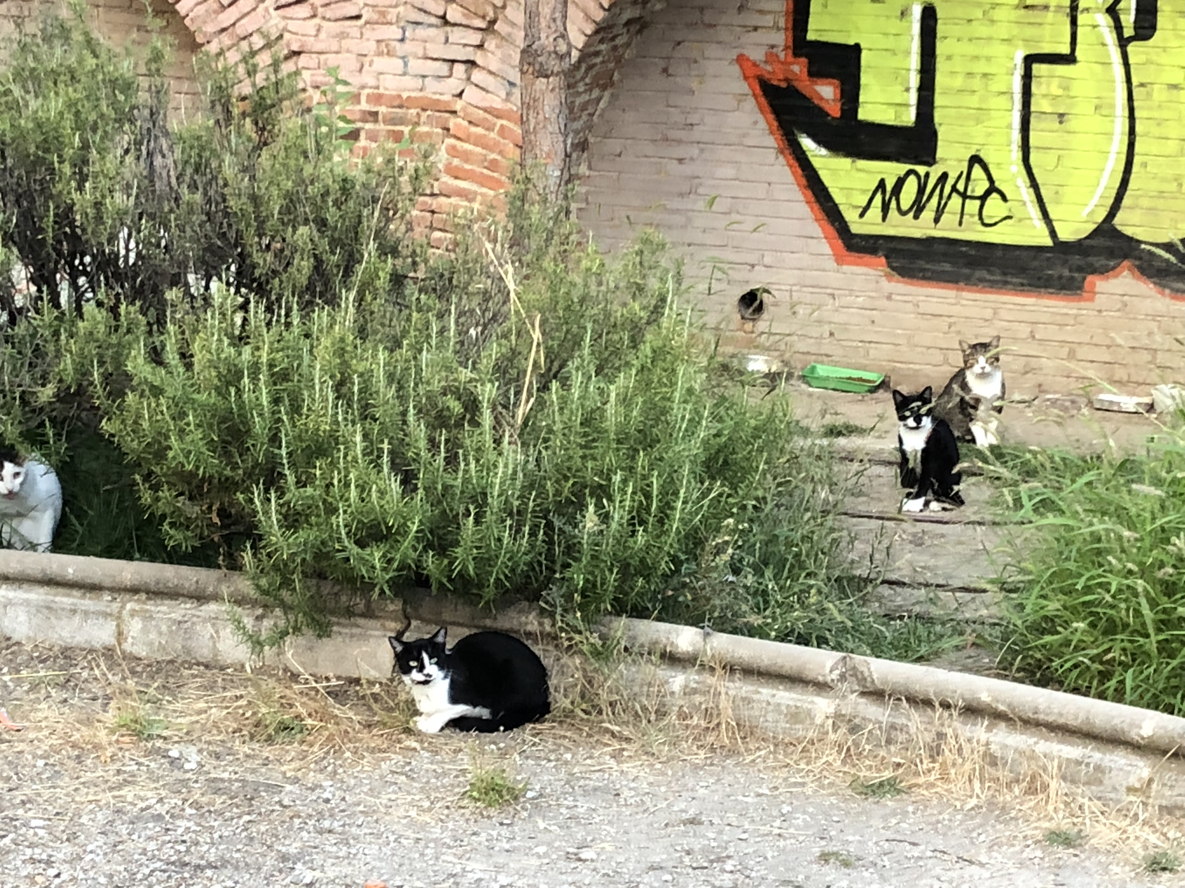 Gatos callejeros Hortaleza