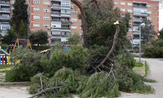 El arbolado y la avifauna tras el paso de Filomena