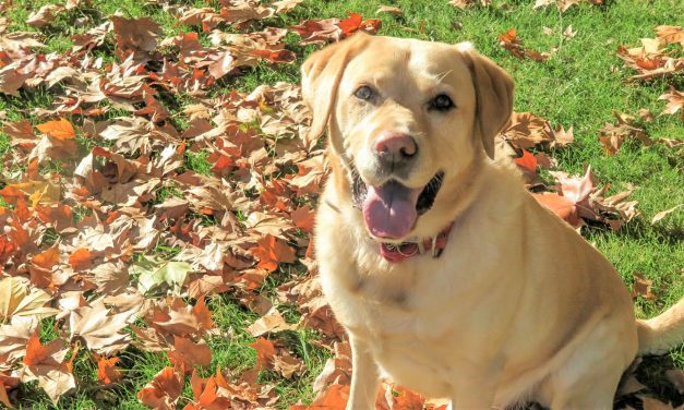 Lobo Áureo, educación canina amable