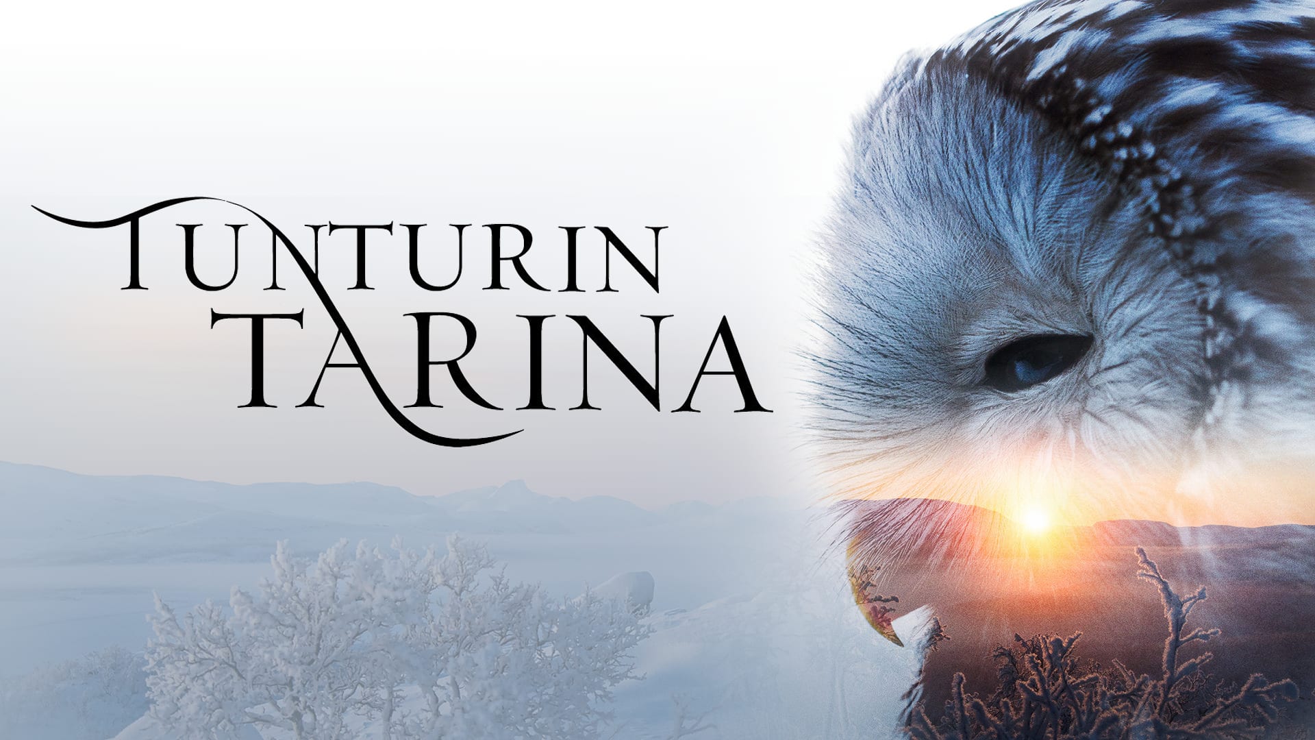 VI Muestra de Cine Finlandés