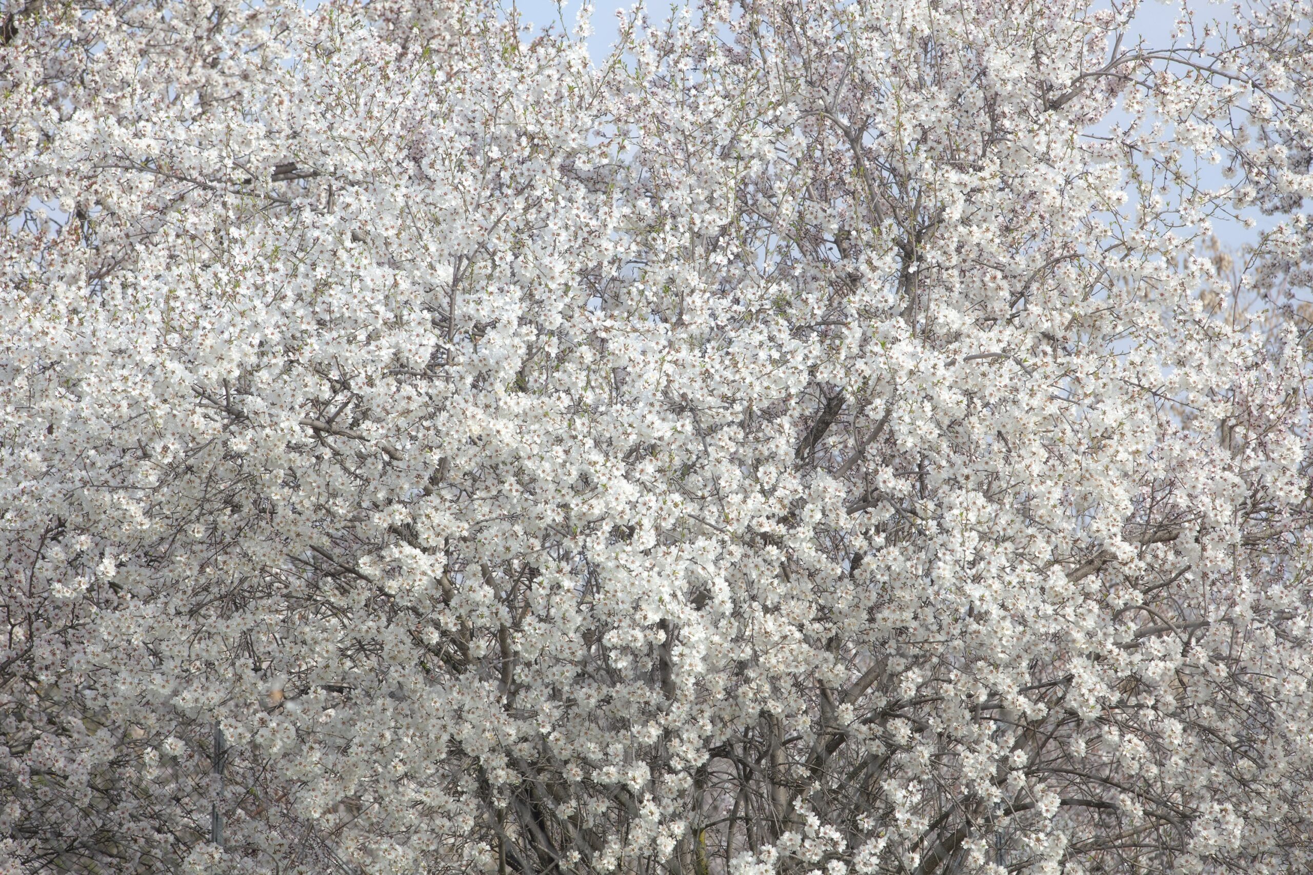 Huerta de Mena 0017 scaled