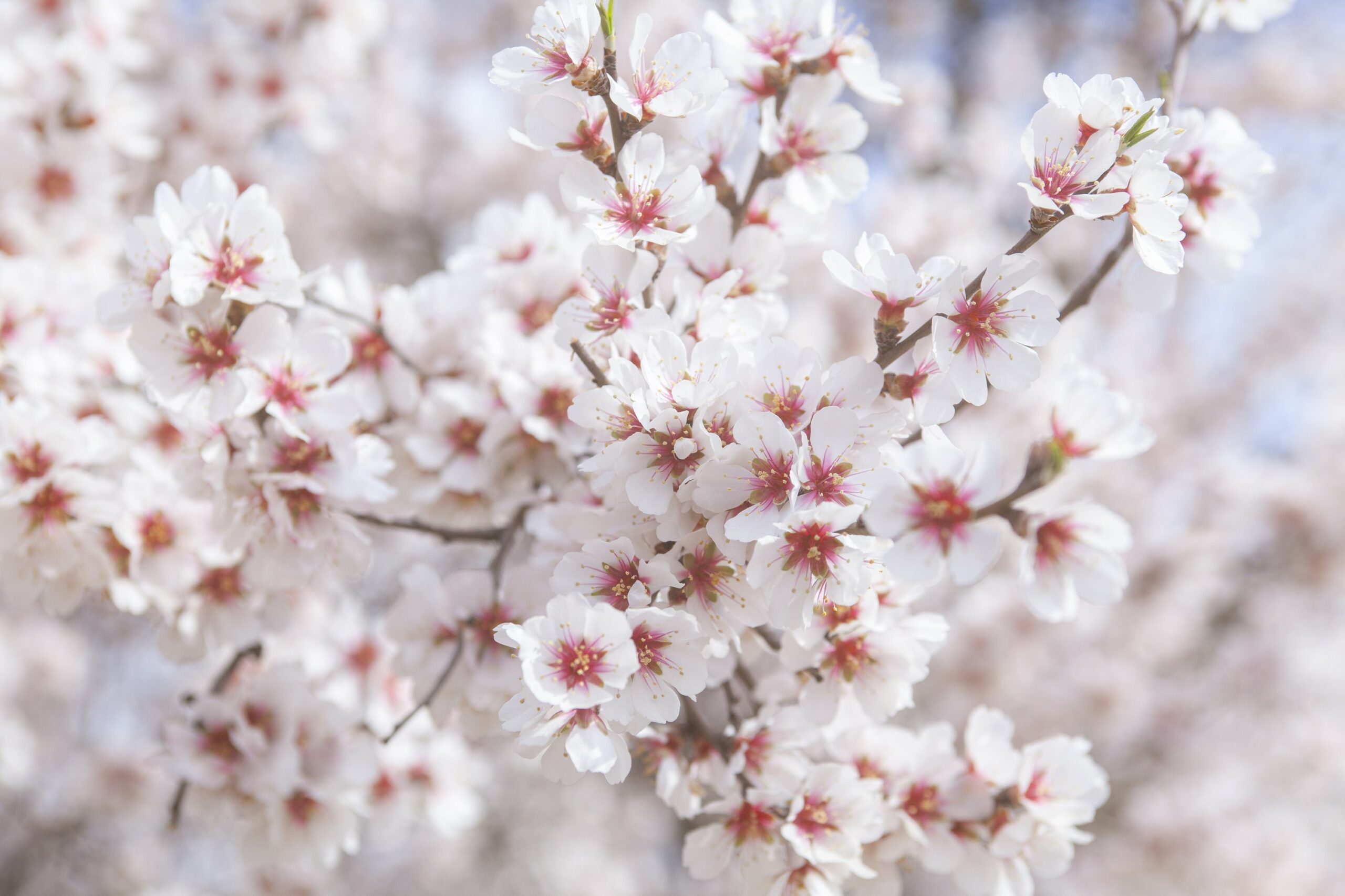 Huerta de Mena 0052 scaled