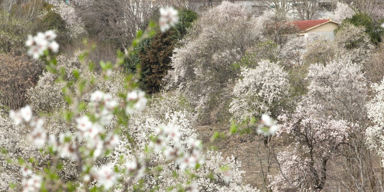 El amenazado espectáculo de los almendros en flor de Huerta de Mena