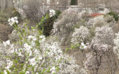 El amenazado espectáculo de los almendros en flor de Huerta de Mena