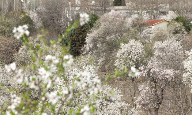 El amenazado espectáculo de los almendros en flor de Huerta de Mena