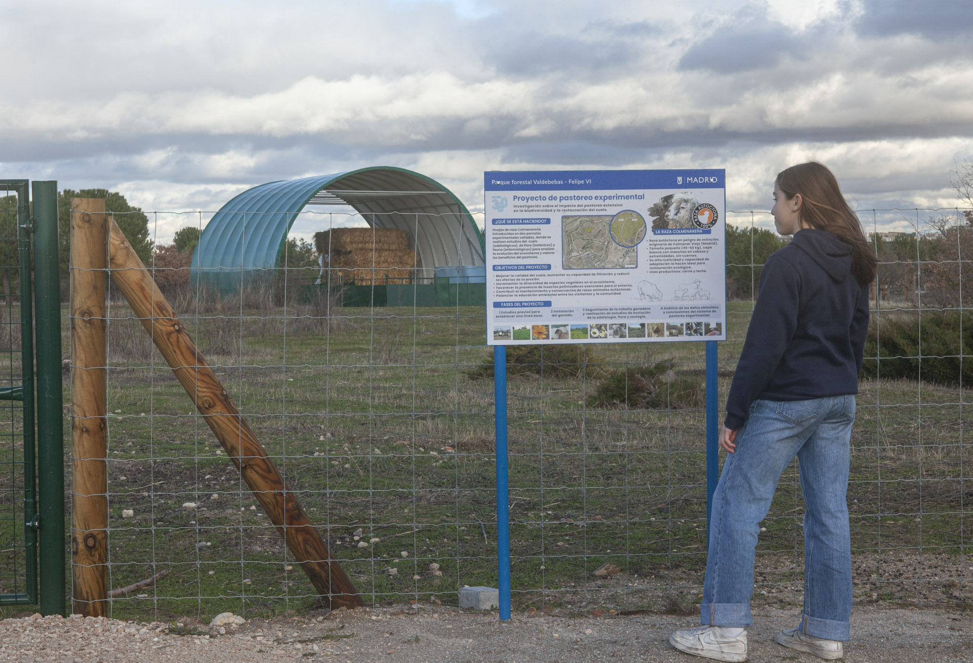 Un rebaño de ovejas en Valdebebas 1 ovejas Valdebebas