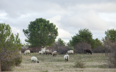 Un rebaño de ovejas en Valdebebas